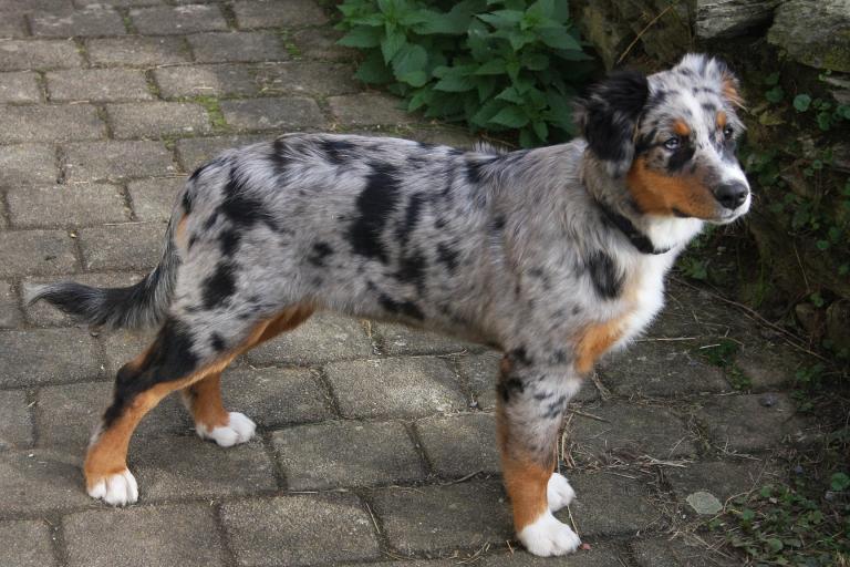 Dogs with sales blue merle coats